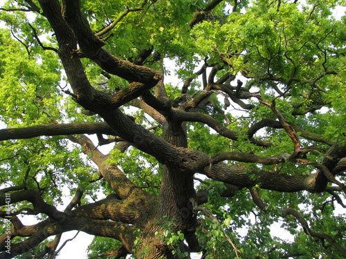 branchy oak tree