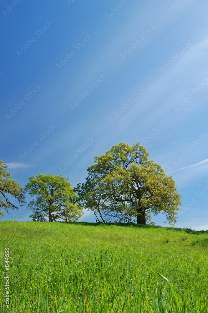 Obraz premium spring countryside