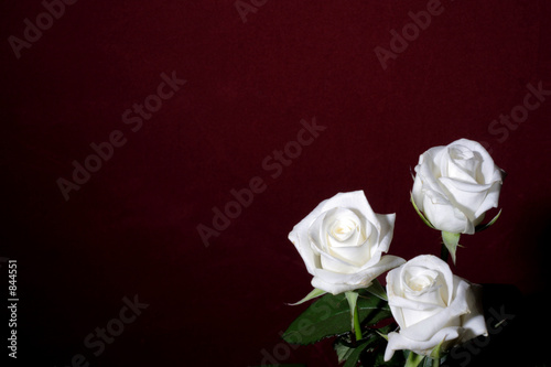 three white roses on a red background photo