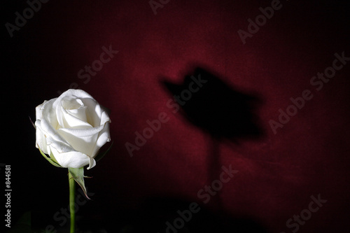 white rose on a red background with shadow photo