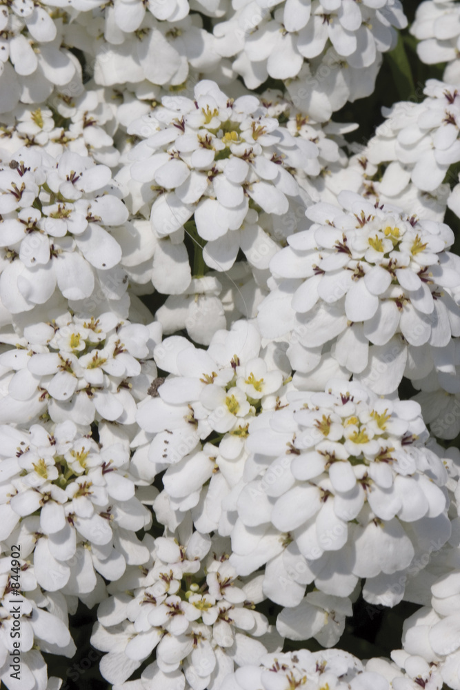 white flower white flower