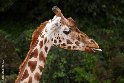 giraffe head © Xavier MARCHANT