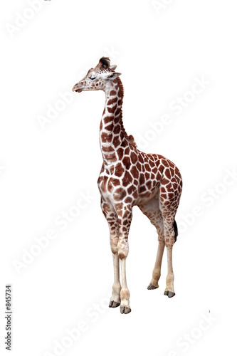 giraffe isolated