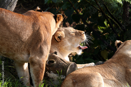 group of lions