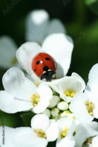 summer ladybird