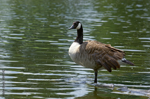 canada goose