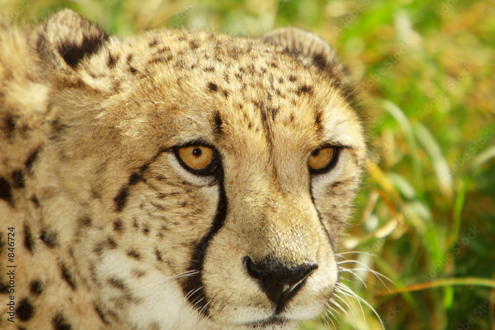 cheetah cheetah