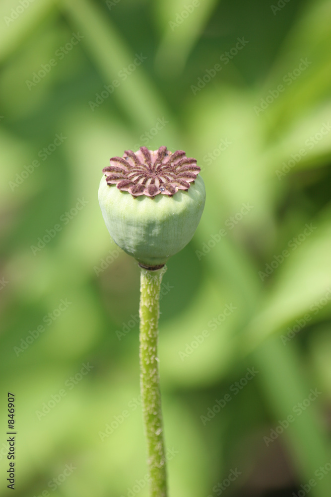 pavot vert pavot vert