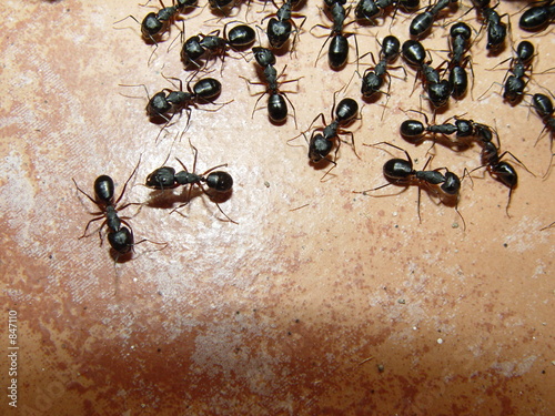 ants