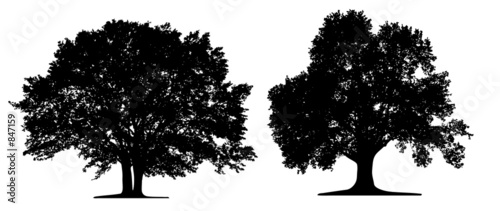trees isoleted on white background photo