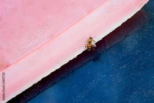 bee