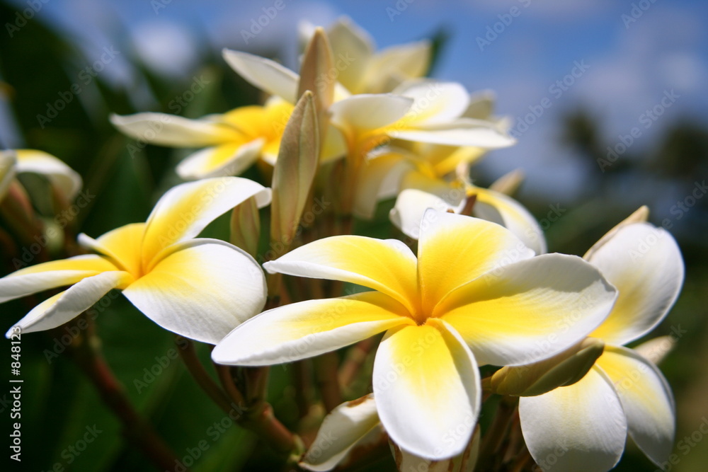 yellow plumeria yellow plumeria