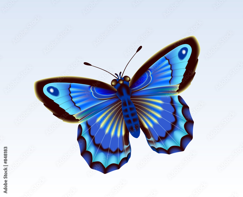 butterfly 12 butterfly 12