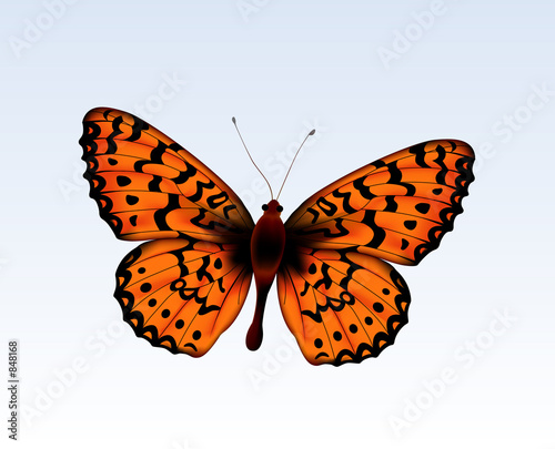 butterfly 2