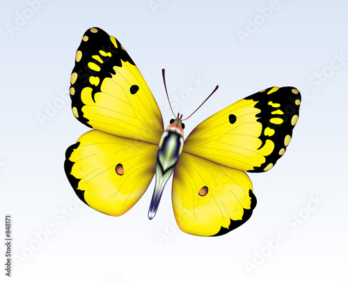 butterfly 4