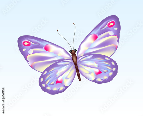 butterfly 9