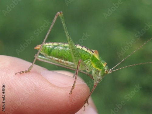 grashopper on my fenger photo
