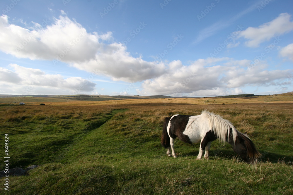 dartmoor pony dartmoor pony