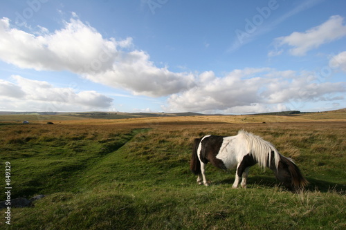 dartmoor pony © David Woolfenden