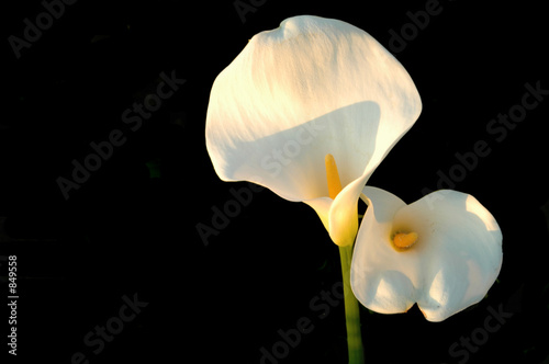 couple de fleurs blanches