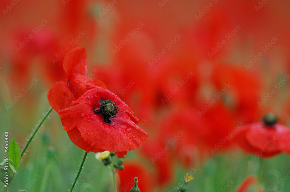 Naklejka premium poppy's field