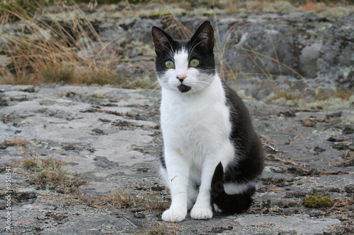 black and white cat