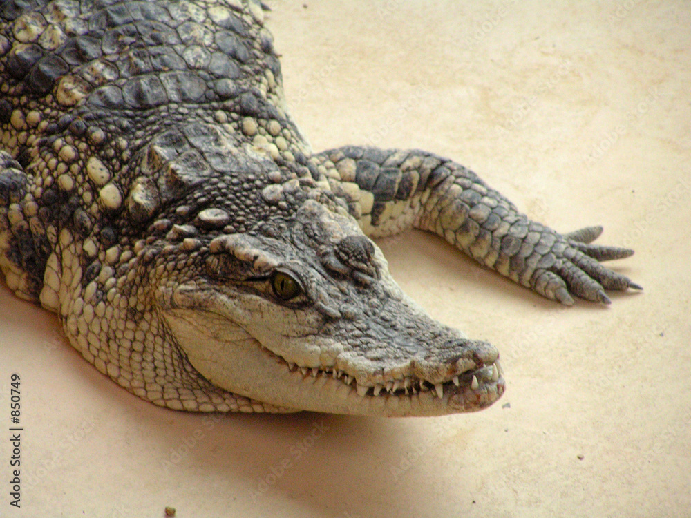 Fototapeta premium crocodile