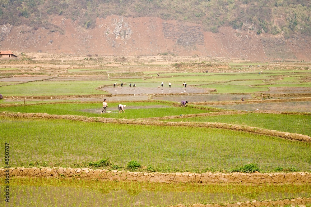 ricefields in the mountains