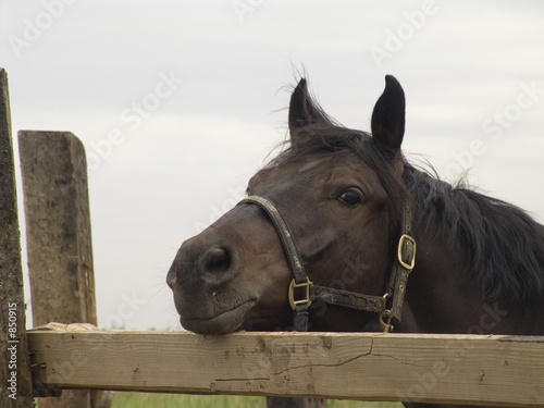 sad horse portrait