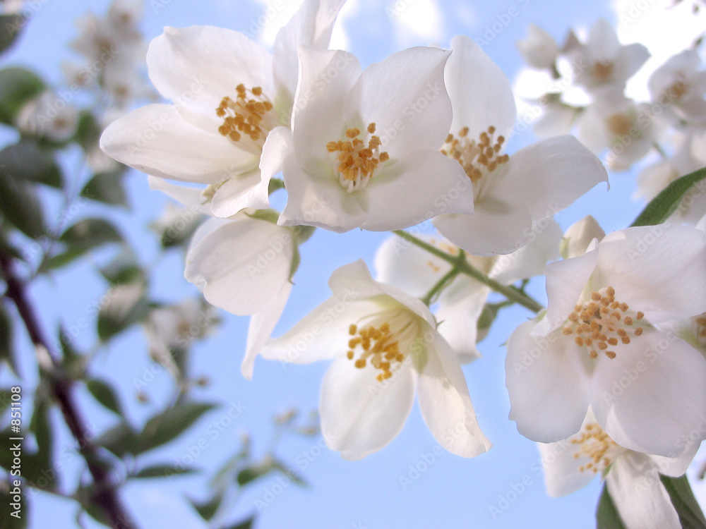 blooming sky