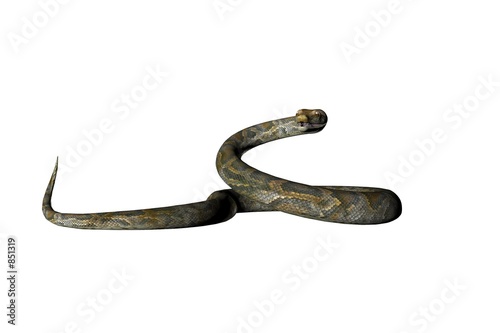 isolated snake eleven