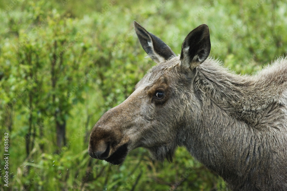 alaskan model - moose posing alaskan model - moose posing