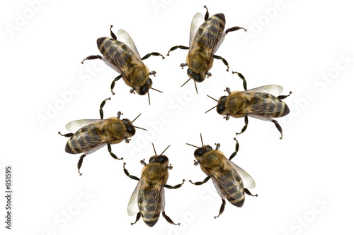 meeting of bees