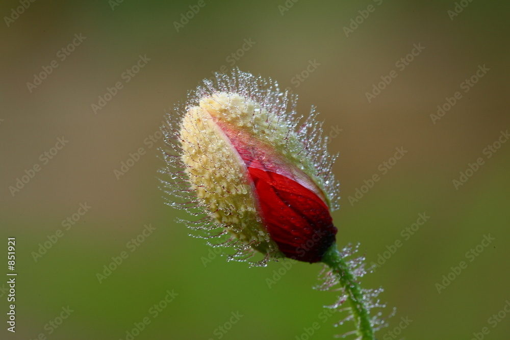 Fototapeta premium mohnknospe