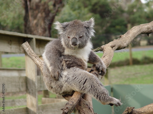 Fototapeta Naklejka Na Ścianę i Meble -  chuffed koala