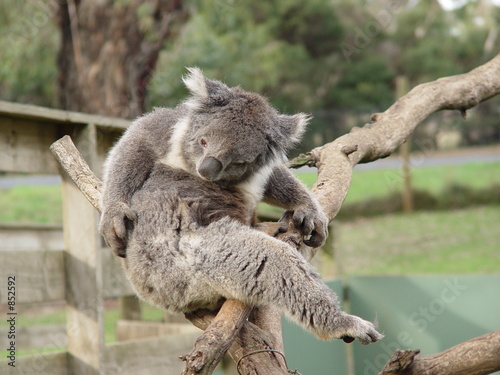 koala awaken