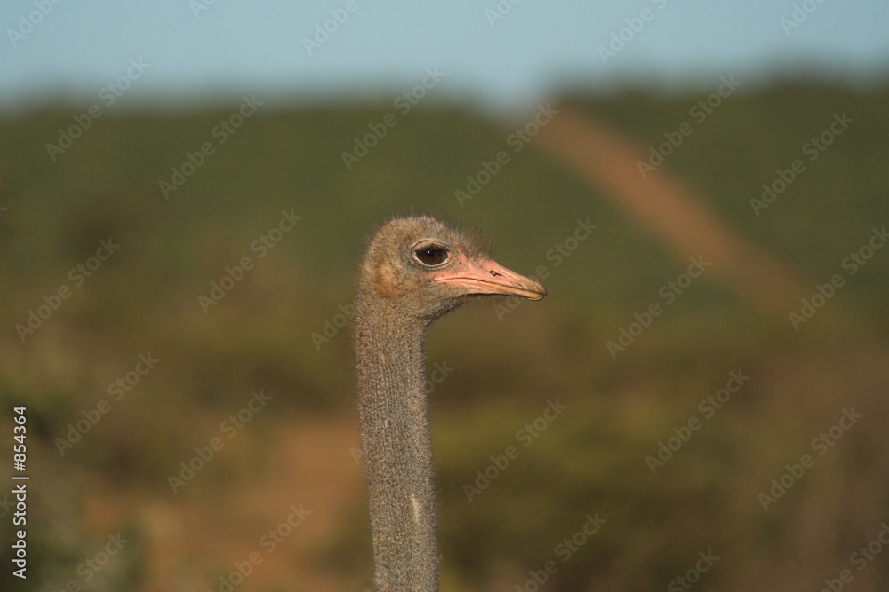 Fototapeta premium ostrich head