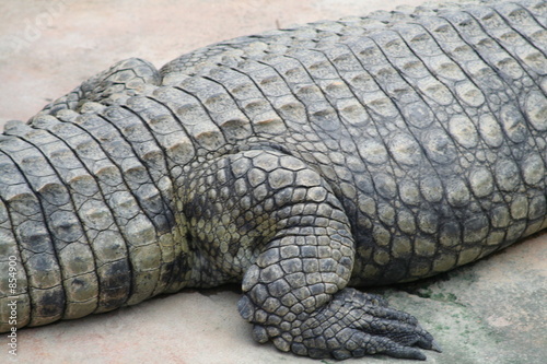 peau de crocodile photo