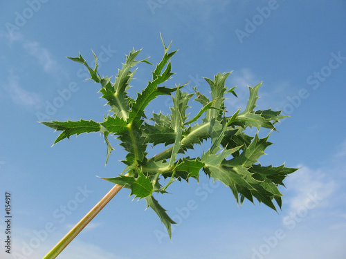 field eryngo photo