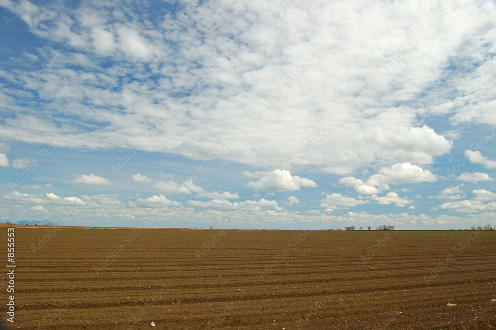 agricultural field agricultural field