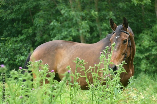 hiding horse