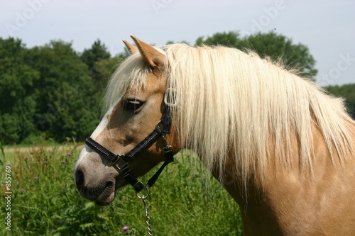 haflinger pony