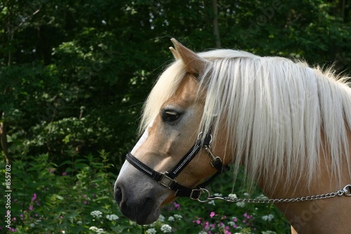 horse portrait with flowers