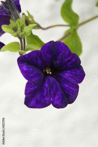 purple rain