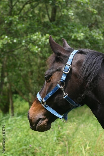 bay pony
