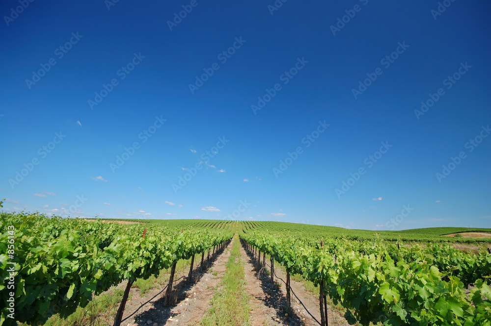 vineyard landscape