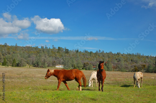 Fototapeta Naklejka Na Ścianę i Meble -  horses in a field