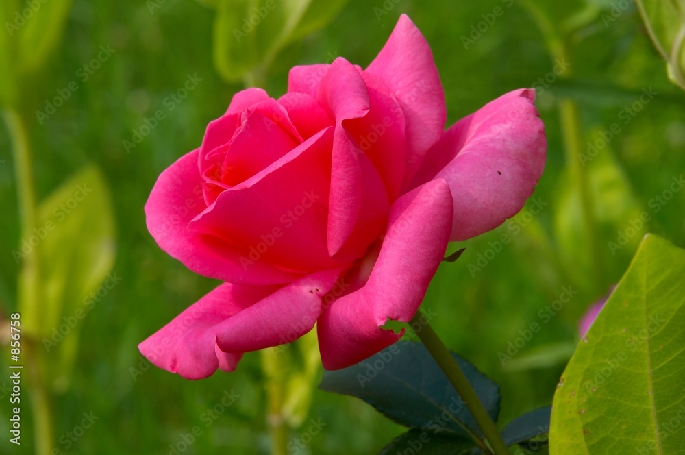 macro pink rose