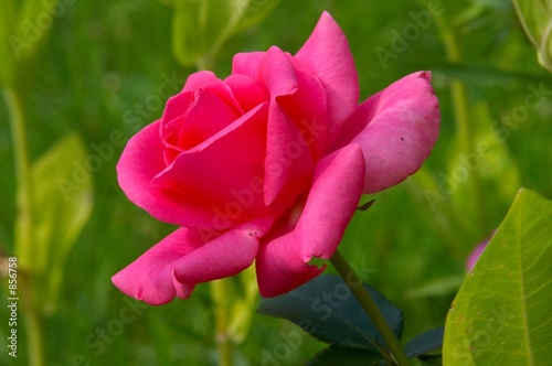 macro pink rose