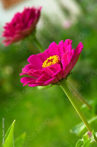 pink flowers © Furan